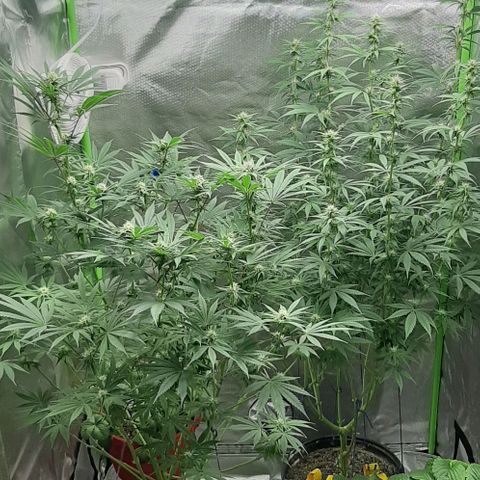 HP-00 growlog timeline photo