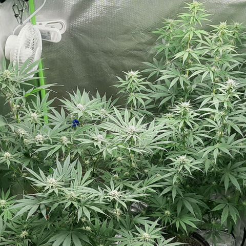 HP-00 growlog timeline photo