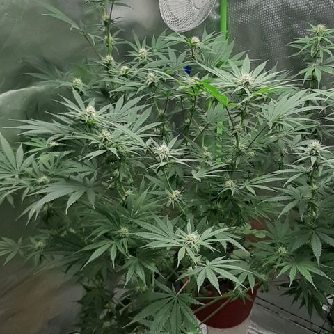 SB1-00 growlog timeline photo