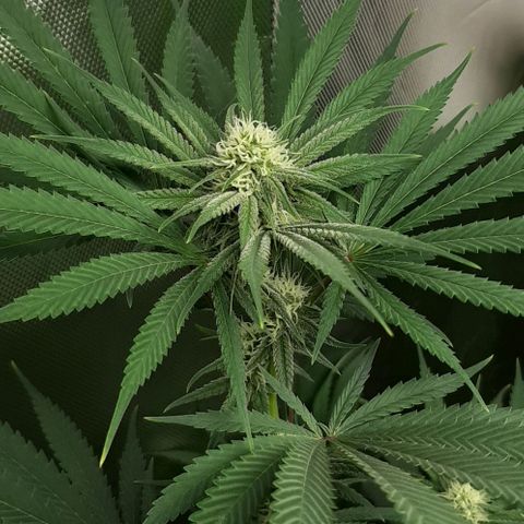 SB1-00 growlog timeline photo