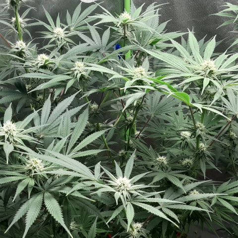 SB1-00 growlog timeline photo
