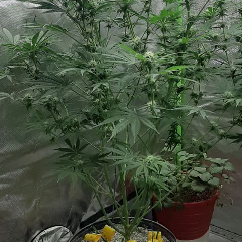 SB1-00 growlog timeline photo
