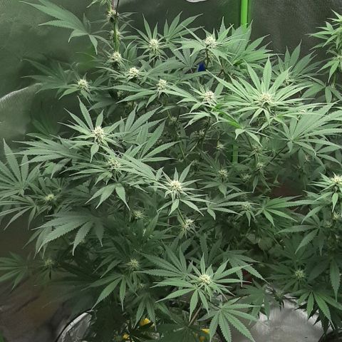 SB1-00 growlog timeline photo