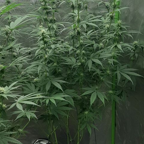 HP-00 growlog timeline photo