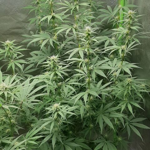 HP-00 growlog timeline photo