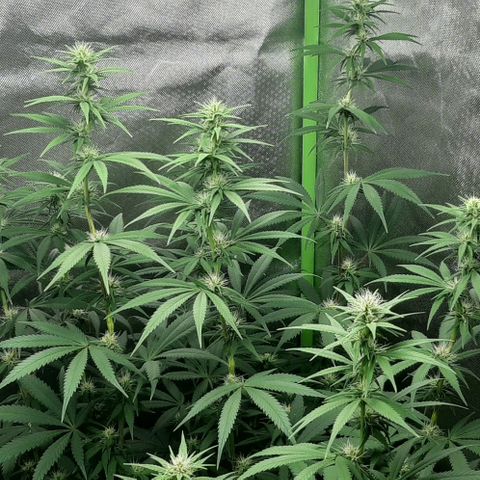HP-00 growlog timeline photo