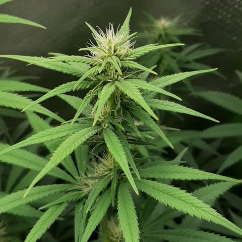 HP-00 growlog timeline photo