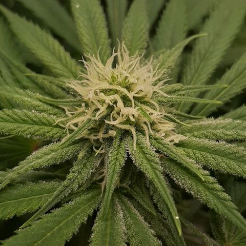SB1-00 growlog timeline photo
