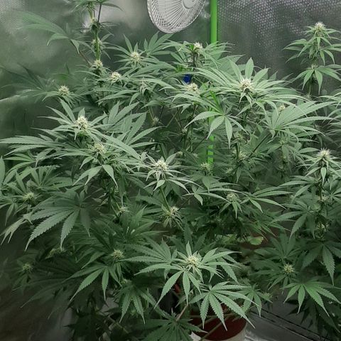 SB1-00 growlog timeline photo