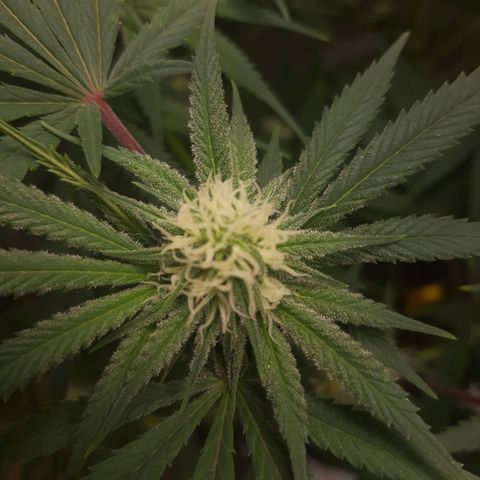 SB1-00 growlog timeline photo