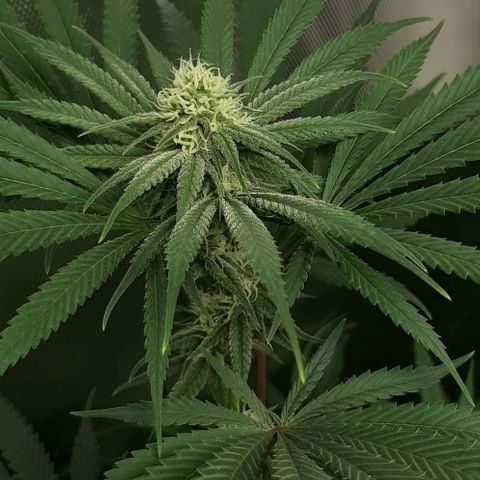 SB1-00 growlog timeline photo