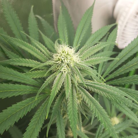 SB1-00 growlog timeline photo