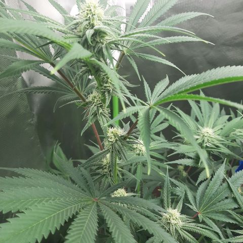SB1-00 growlog timeline photo