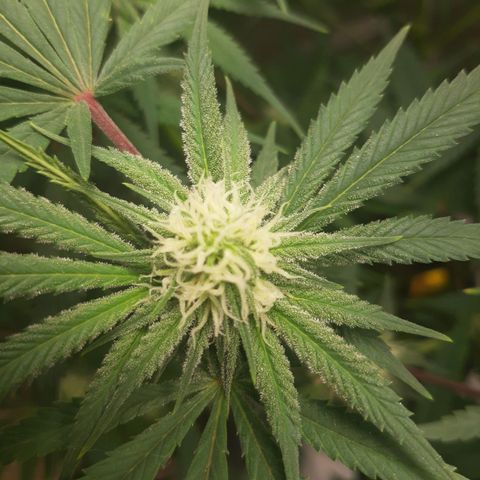SB1-00 growlog timeline photo