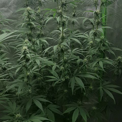 HP-00 growlog timeline photo