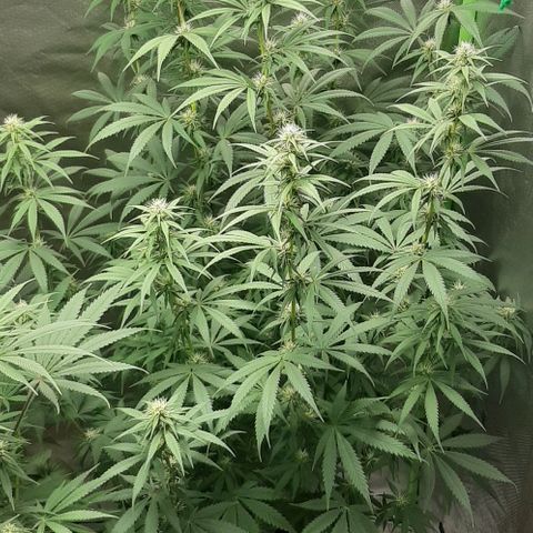 HP-00 growlog timeline photo