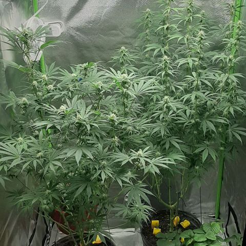 HP-00 growlog timeline photo
