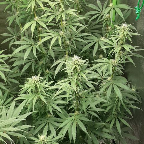 HP-00 growlog timeline photo