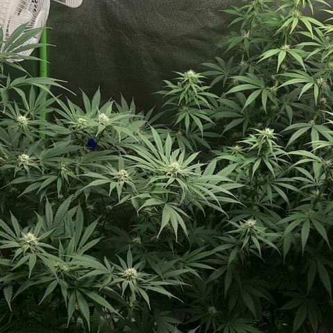 SB1-00 growlog timeline photo