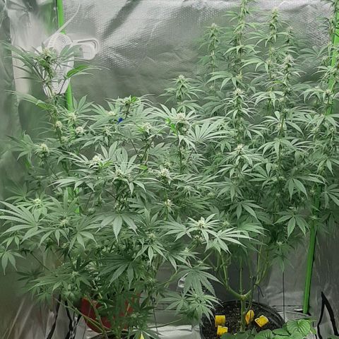 HP-00 growlog timeline photo