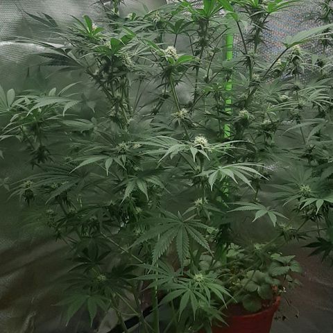 SB1-00 growlog timeline photo