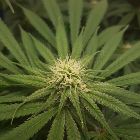 SB1-00 growlog timeline photo