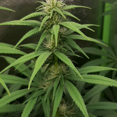 HP-00 growlog timeline photo