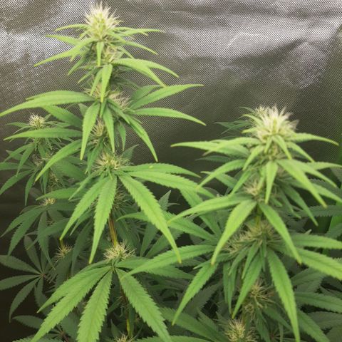 HP-00 growlog timeline photo