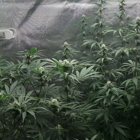 HP-00 growlog timeline photo