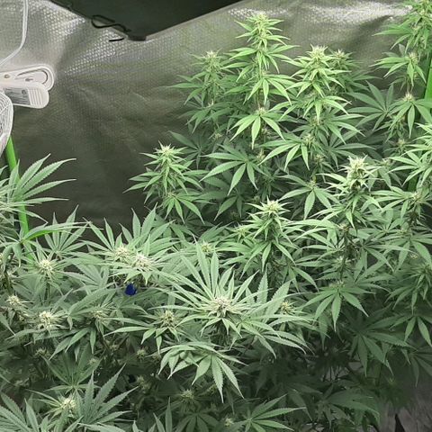 HP-00 growlog timeline photo