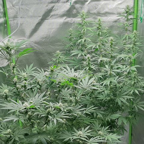 HP-00 growlog timeline photo