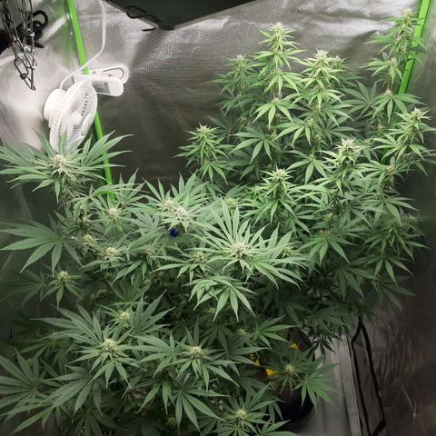 HP-00 growlog timeline photo
