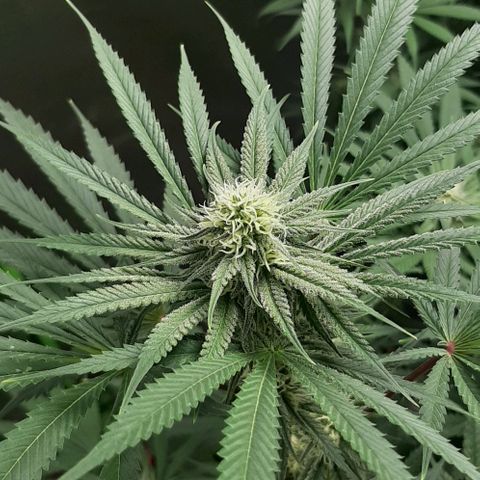 SB1-00 growlog timeline photo