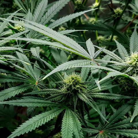 SB1-00 growlog timeline photo