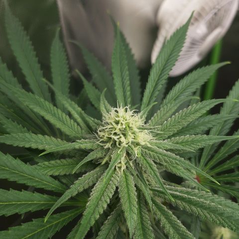 SB1-00 growlog timeline photo