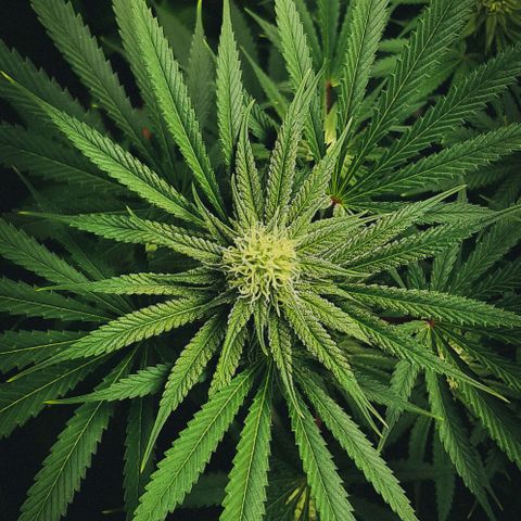 SB1-00 growlog timeline photo