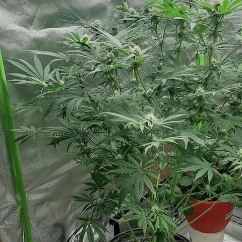 SB1-00 growlog timeline photo