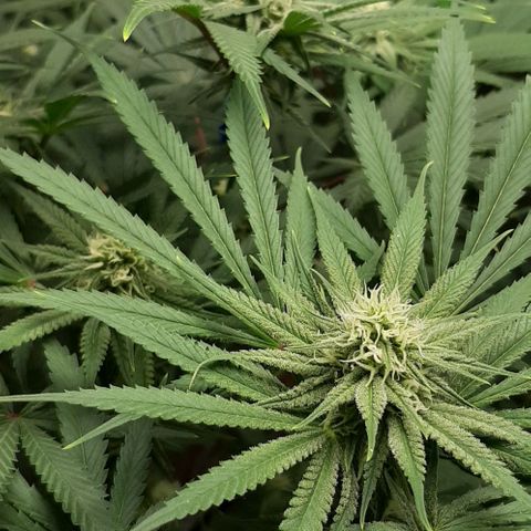SB1-00 growlog timeline photo