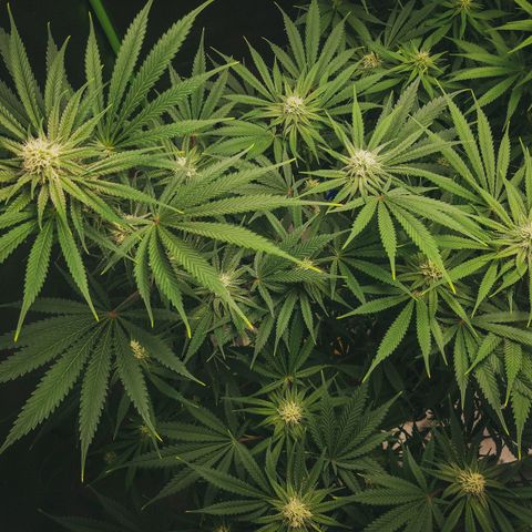 SB1-00 growlog timeline photo