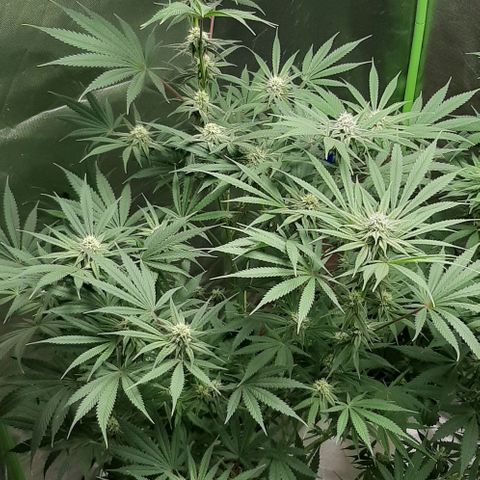 SB1-00 growlog timeline photo