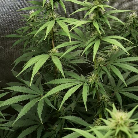 HP-00 growlog timeline photo