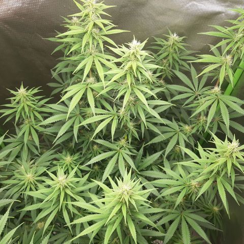 HP-00 growlog timeline photo