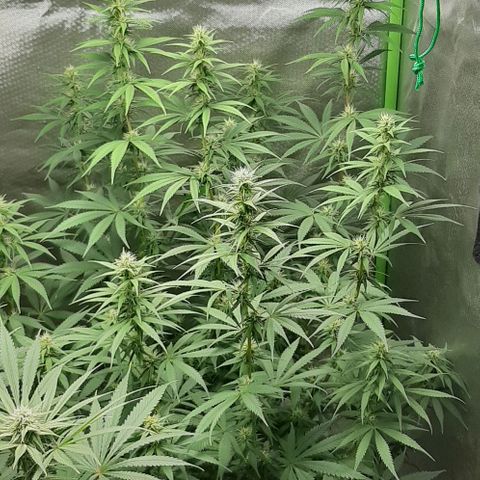 HP-00 growlog timeline photo