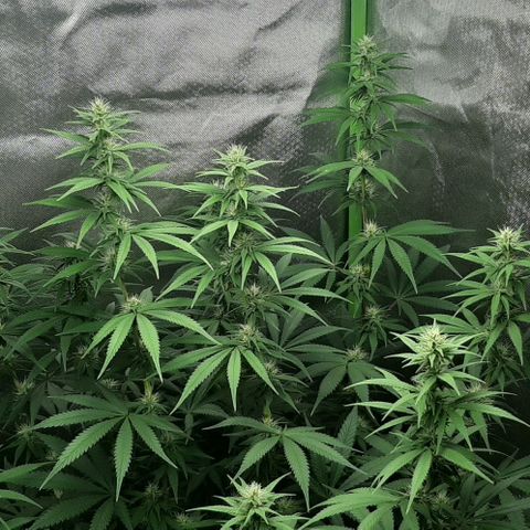 HP-00 growlog timeline photo