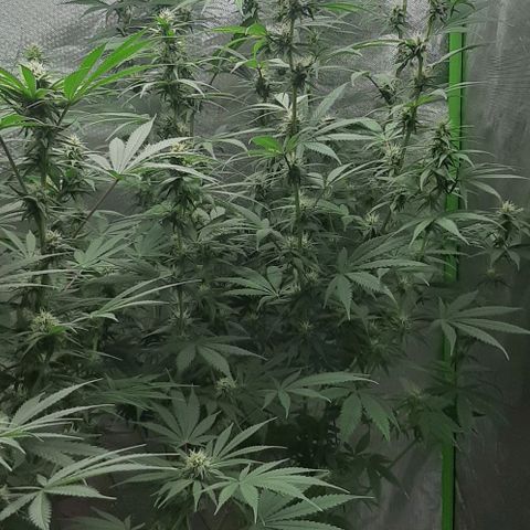 HP-00 growlog timeline photo
