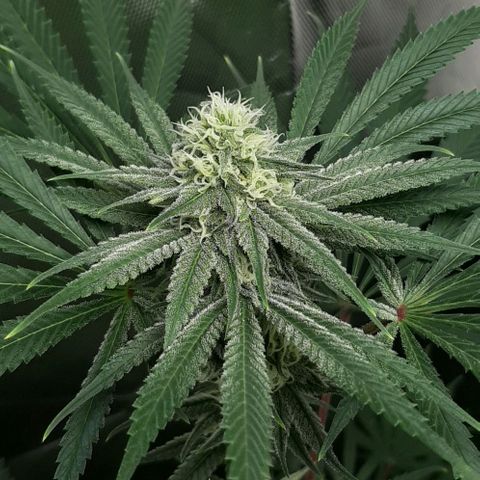 SB1-00 growlog timeline photo