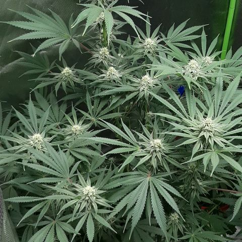 SB1-00 growlog timeline photo