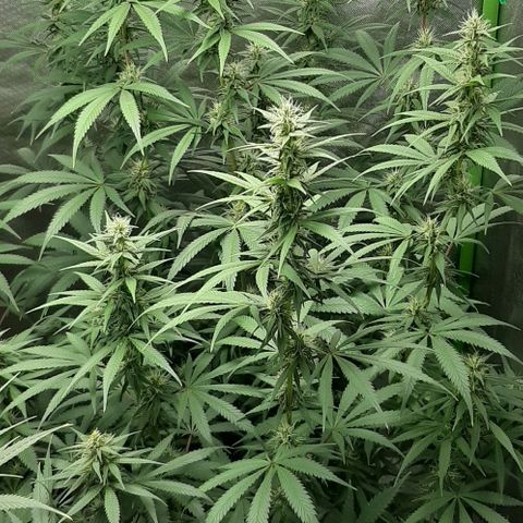 HP-00 growlog timeline photo
