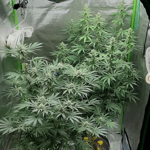 HP-00 growlog timeline photo