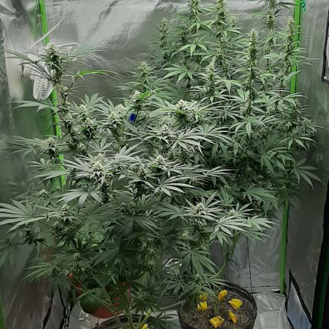 HP-00 growlog timeline photo